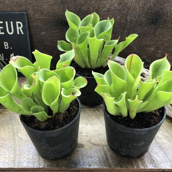 Amazon.co.jp: ヘリアンフォラ 食虫植物 インテリア 多肉植物 : ホーム